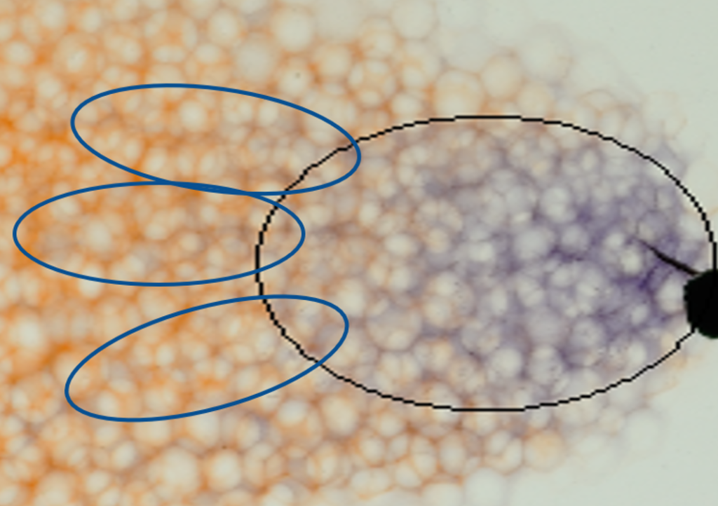 Reactive front in transparent soil