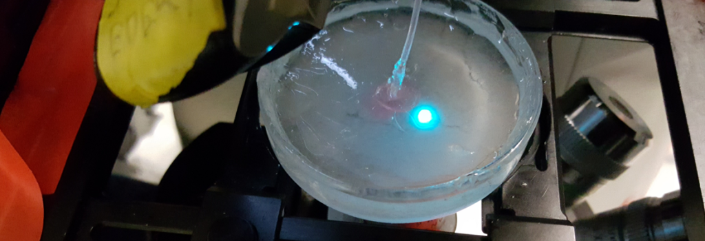 An experiment in the lab